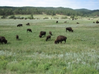 Herd of Bison